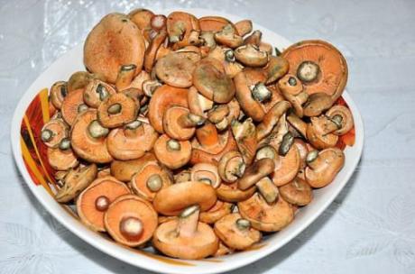 Засолка грибов рыжиков холодным способом.