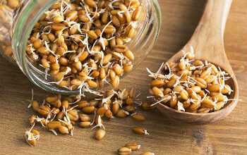 Пророщенная пшеница: польза и вред уникального продукта, правильное приготовление и применение