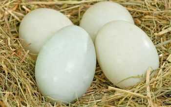 Уникальные свойства, польза и вред утиных яиц